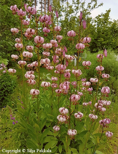 Lilium martagon, varjolilja